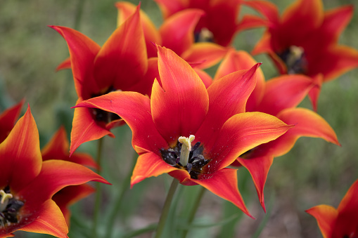 Tulips