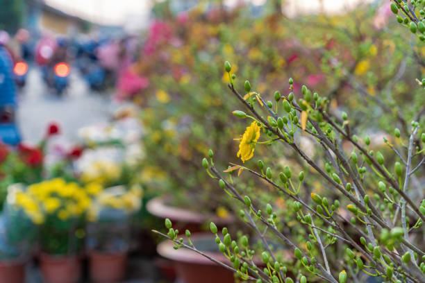 The flower with blur background, Tet Holiday