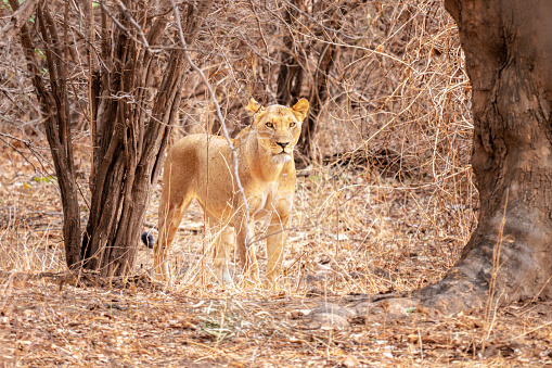 A lioness  (Panthera leo) in Zimbabwe in Mana Pools National Park