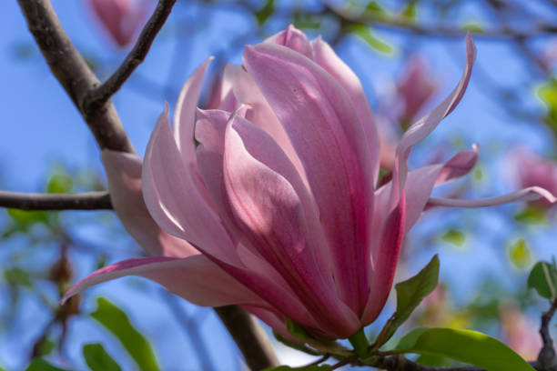 istock Close-up magnolia flowers. Tree blossoms in spring time dark pink buds. 1471909715