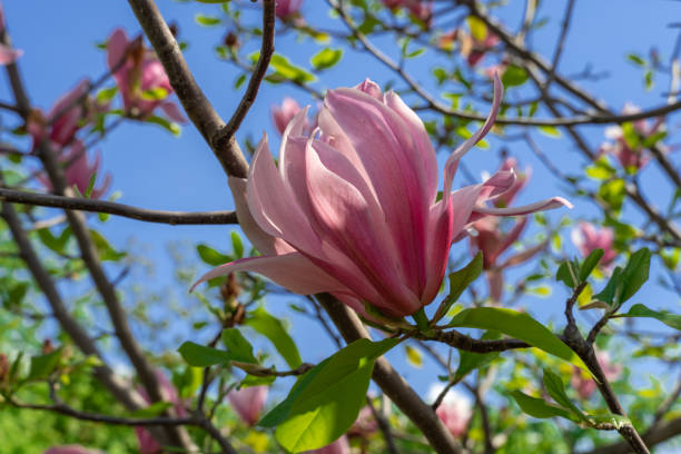 istock Close-up magnolia flowers. Tree blossoms in spring time dark pink buds. 1471909728