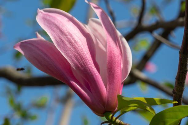 istock Close-up magnolia flowers. Tree blossoms in spring time dark pink buds. 1471909737