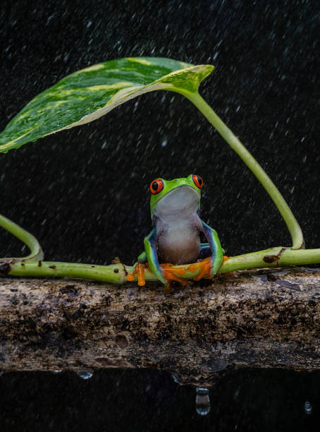 istock Take cover feom the rain 1471909777