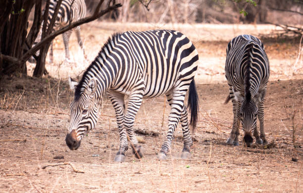 Zebra (subgenus Hippotigris) in Zimbabwe stock photo