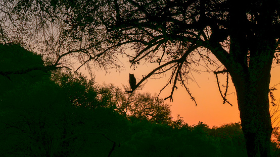 A giant eagle owl resting on a branch in the early evening at sunset.