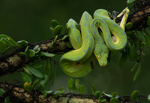 Green tree phyton snake coulled on a tree branch blurred background