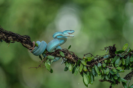 White lipped pit viper snake on a tree branch green blurred background