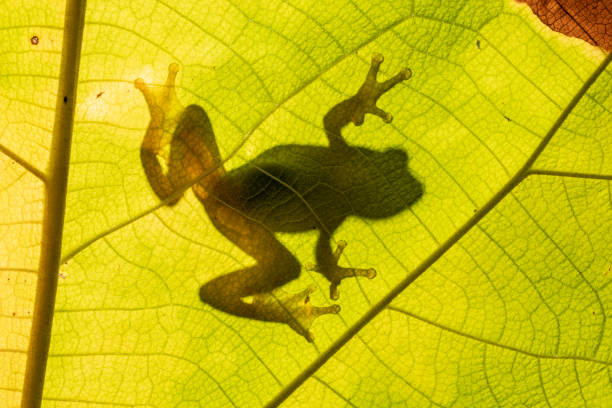 istock Shadow of a frog 1471910282