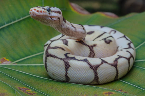 istock Ball phyton snake on a green leaf 1471910323