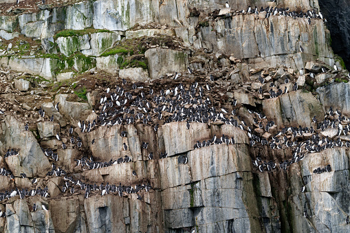 Thousands of birds nest on cliffs in Northen Svalbard