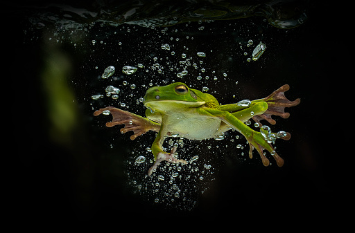 White lipped tree frog diving in a water with bubbles and black background