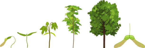 cykl życiowy klonu (acer platanoides). etapy wzrostu od owoców i kiełków samara do starego drzewa z zieloną koroną izolowaną na białym tle - tree isolated maple tree green stock illustrations
