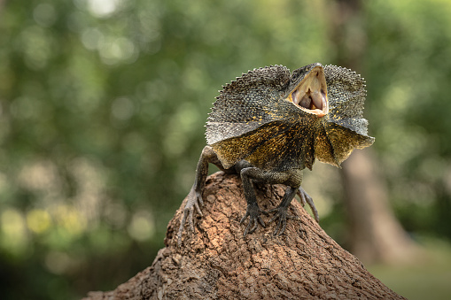 Frilled neck lizard animal reptile