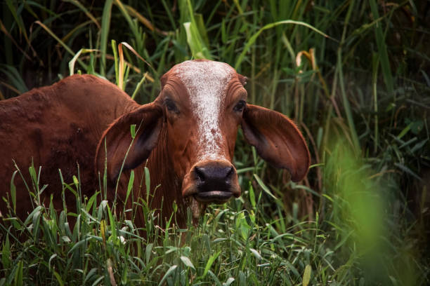 vaca bonita em um campo - boi brasil - fotografias e filmes do acervo