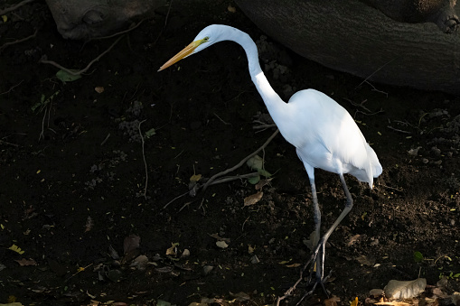 A bare-throated Tiger-Heron hunting in a pond on a beach in Costa Rica.