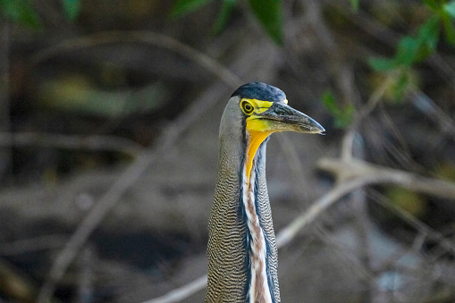 A Bare-throated tiger-heron hunting in a pond on a beach in Costa Rica.