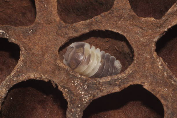 istock Cubaris sp. 