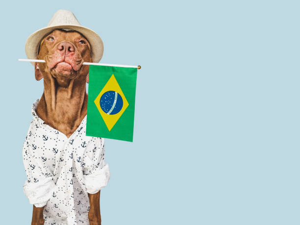 istock Charming puppy, sun hat and Brazilian flag 1471913655