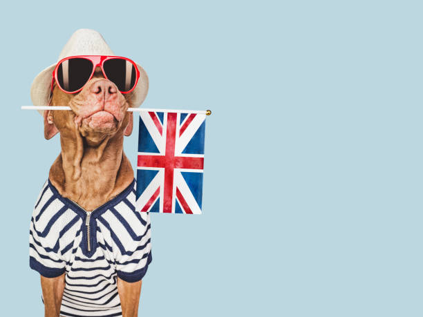 istock Charming puppy, sunhat, sunglasses and British flag 1471914251