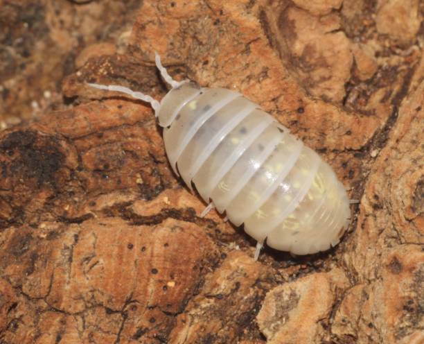 istock Armadillidium vulgare 