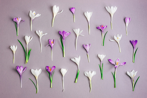 Festive floral background with white and purple crocuses on gray background. Spring holidays concept.