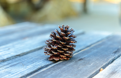 Pinecones are good for decorations, mainly they functioning as seed-bearing organs on gymnosperm plants.