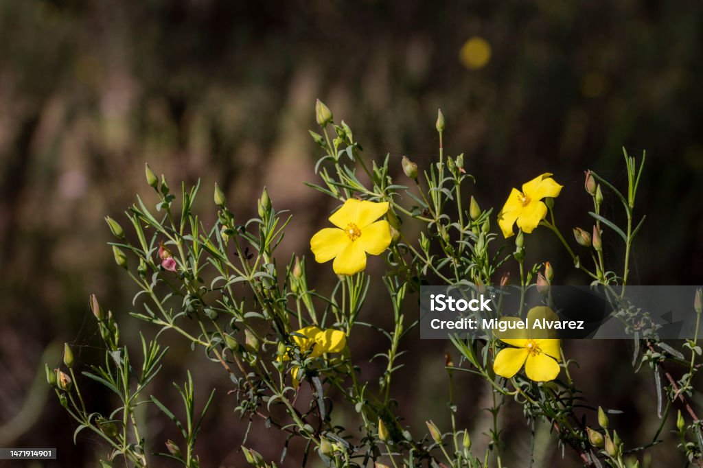 The yellow jaguar (Halimium calycinum) is a species of the Cistaceae family. The yellow jaguar (Halimium calycinum) is a species of the Cistaceae family. Bushes up to 60 cm. Branches covered with simple hairs. Leaves seated, greenish. Rockrose Family Stock Photo