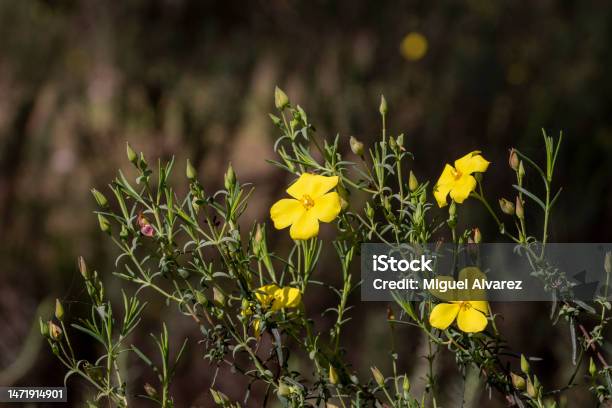 The Yellow Jaguar Is A Species Of The Cistaceae Family Stock Photo - Download Image Now