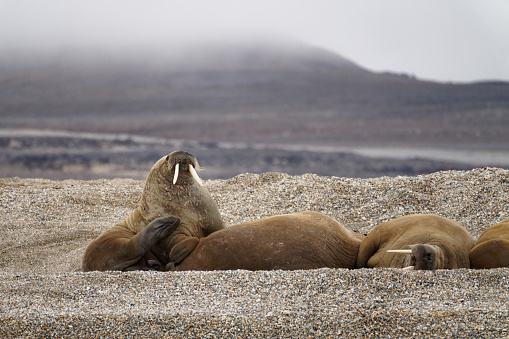 Walrus swim near a beach of the island Spitzbergen, Svalbard