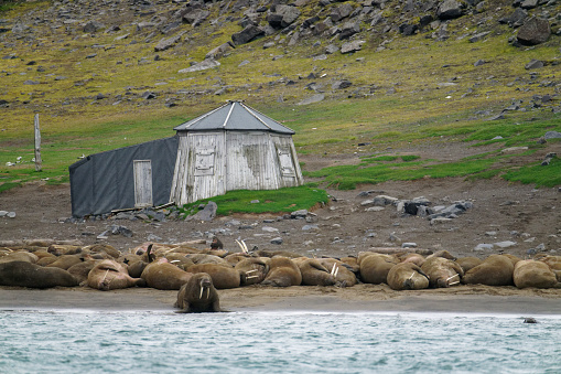 Walrus swim near a beach of the island Spitzbergen, Svalbard