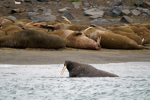 Walrus swim near a beach of the island Spitzbergen, Svalbard