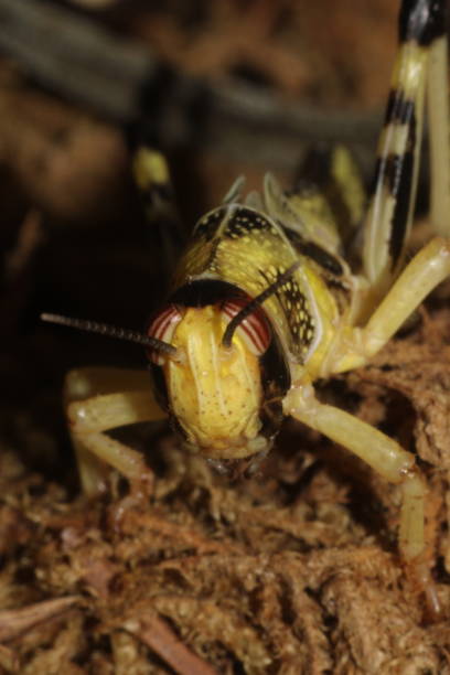 istock Schistocerca gregaria / Desert Locust front view on Moss side view 1471916338