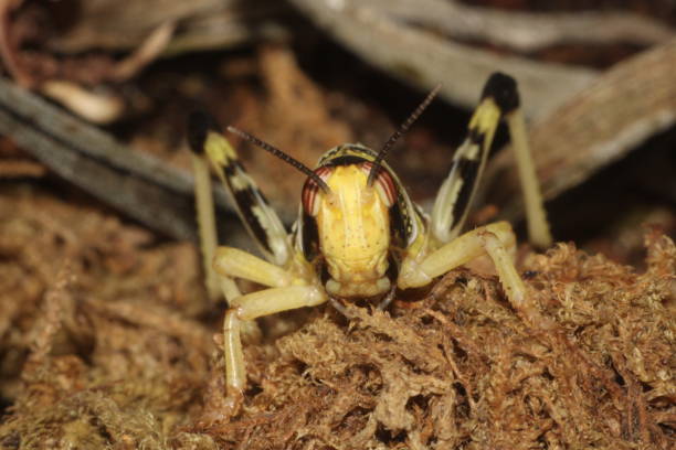 istock Schistocerca gregaria / Desert Locust front view on Moss 1471916346