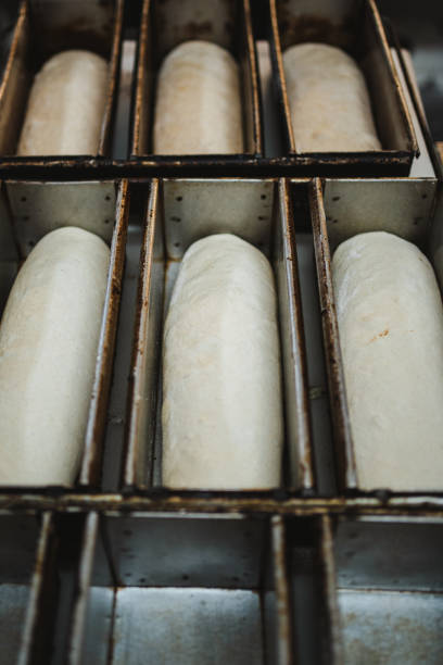 High angle view of several uncooked tin loaf resting in molds in a bakery