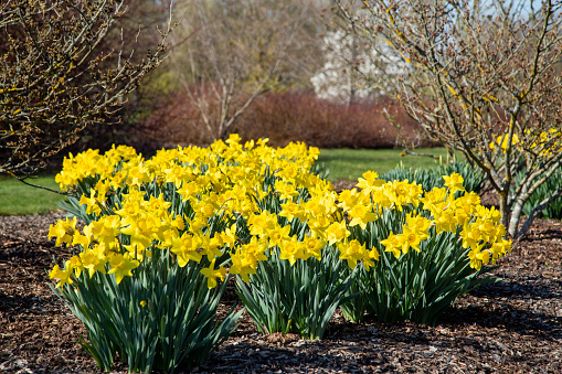 Meny  yellow daffodils in natural light with grey bleu background