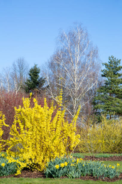 istock Yellow forsythia in spring 1471917140
