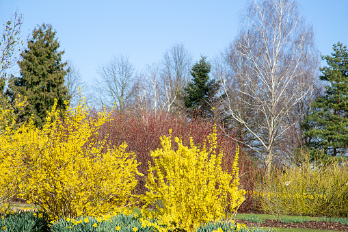 Yellow forsythia in spring