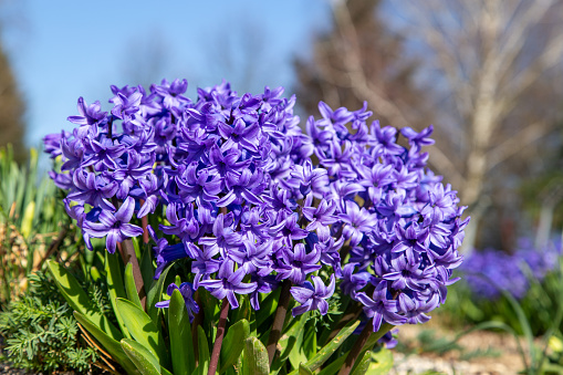 A colourful close-up selective focus shot of a common hyacinth plant growing in a garden against a blurry background.