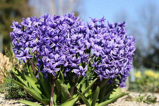 Blue hyacinth in the garden