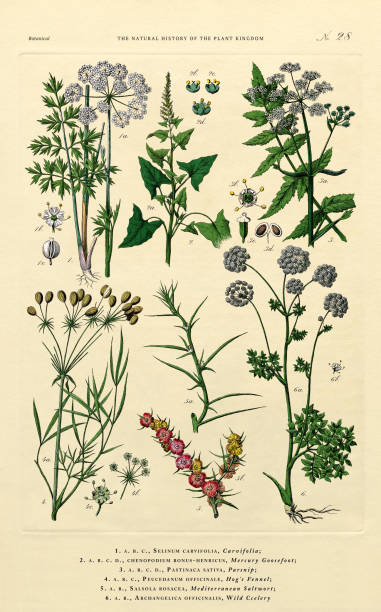 ilustrações, clipart, desenhos animados e ícones de história do reino vegetal, ilustração botânica vitoriana, placa 28, circa 1853 - fennel vegetable food white background