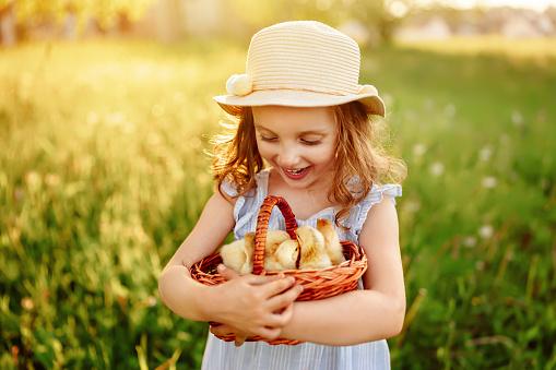 a basket full of small chicks in the hands of a girl. Egg and chicken are a symbol of life. Happy Easter Holiday Wishes postcard