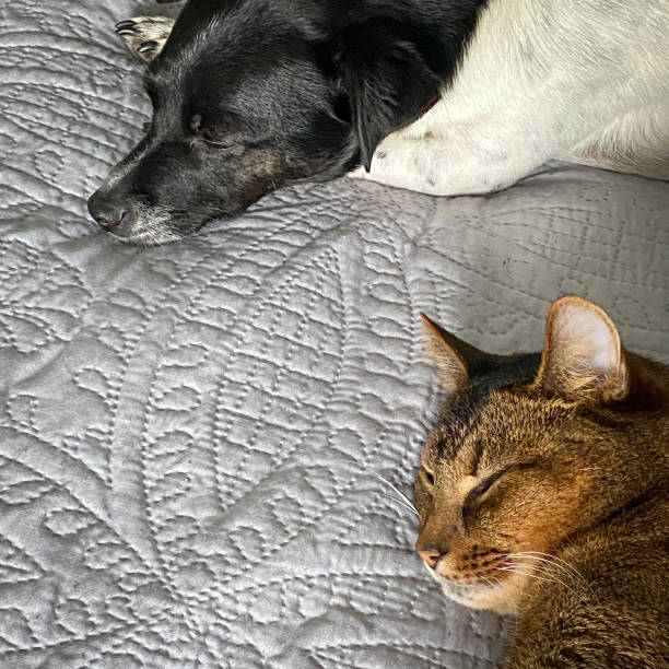 istock A dog and a cat sleep 1471918710