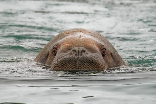 morsa - svalbard islands fotografías e imágenes de stock