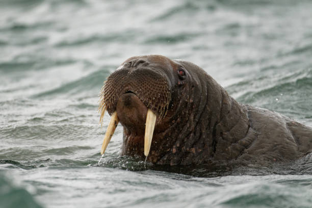 morsa - svalbard islands fotografías e imágenes de stock