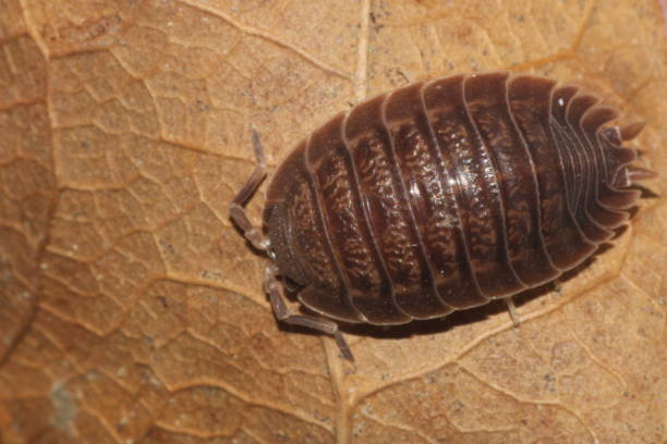 istock Porcellio dilatatus Isopod on Dried Oak Leaf 1471918767