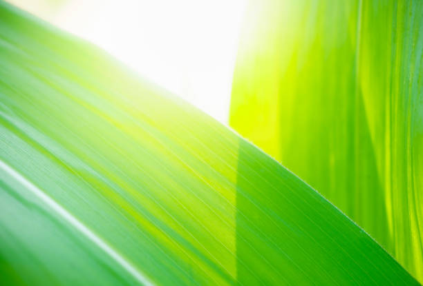 Abstract nature green blurred background nature leaf on greenery background in garden with copy space using as background wallpaper page concept.