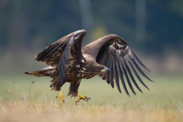 istock Majestic predator White-tailed eagle, Haliaeetus albicilla in Poland wild nature 1471921335