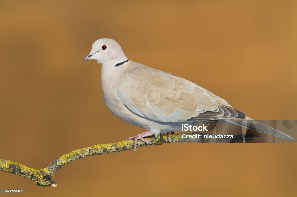 Bird Pigeon Eurasian collared dove Streptopelia decaocto bird sitting on the branch, Poland Europe Collared Dove Stock Photo