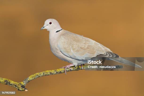 Bird Pigeon Eurasian Collared Dove Streptopelia Decaocto Bird Sitting On The Branch Poland Europe Stock Photo - Download Image Now