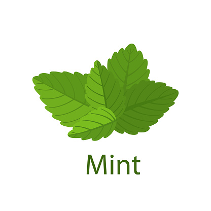 Mint leaves and the inscription mint on a white background. Vector graphics